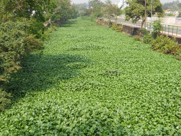 African Payal at Canoli Canal, Calicut