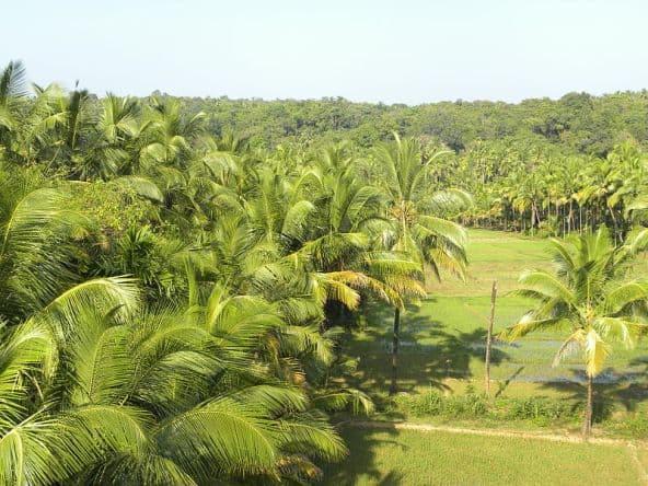 Coconut Trees in Kerala