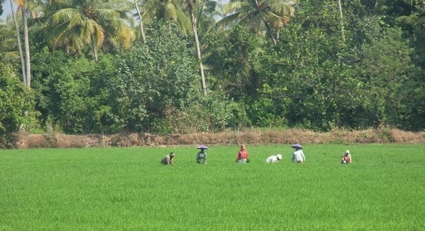 Paddy Fields at Kerala