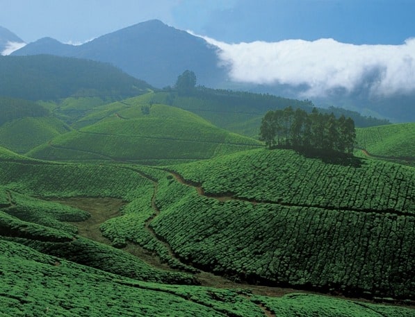 Tea Estate, Munnar