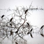 Birds In Kerala
