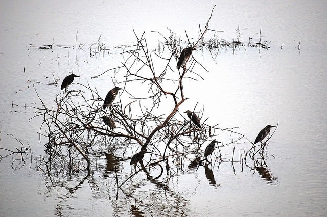 Birds In Kerala