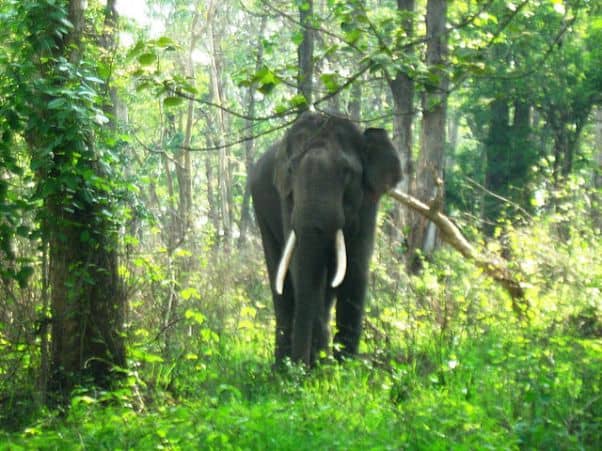 A loner: Out of the elephant herd!