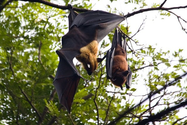 Indian Flying Fox at Mangalavanam Bird Sanctuary