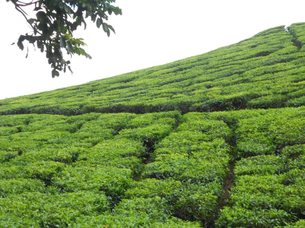 Tea plantations at Thakkedy