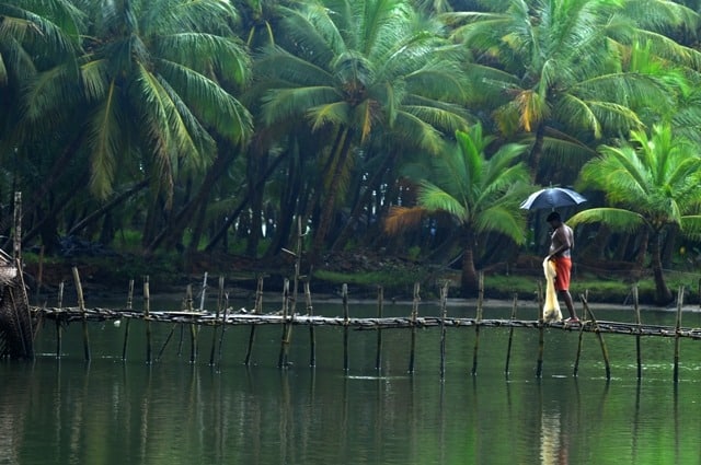 Coconut Trees Slanting on to Backwaters 
