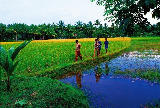 Children Playing in the Paddy Field