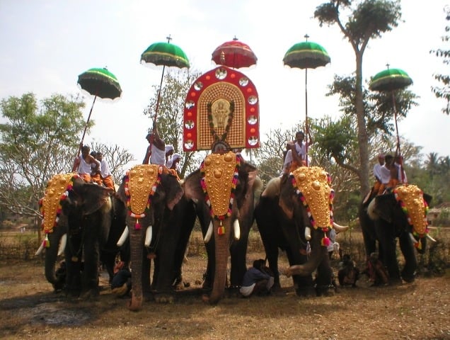 Decorated Elephants 