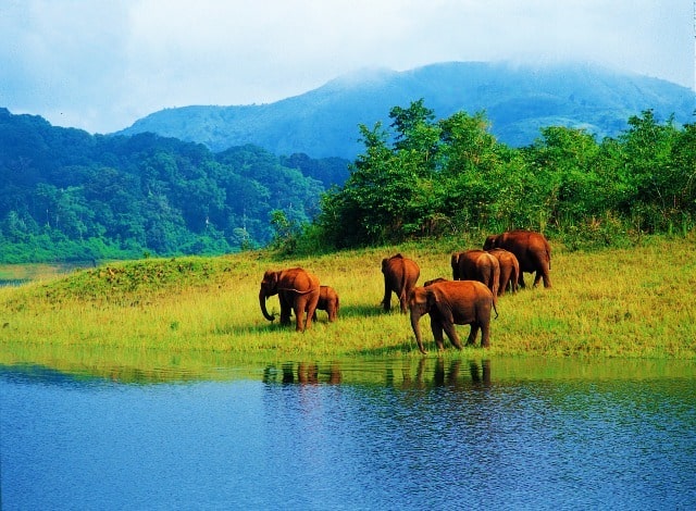 Elephant Herd Near Thekkady