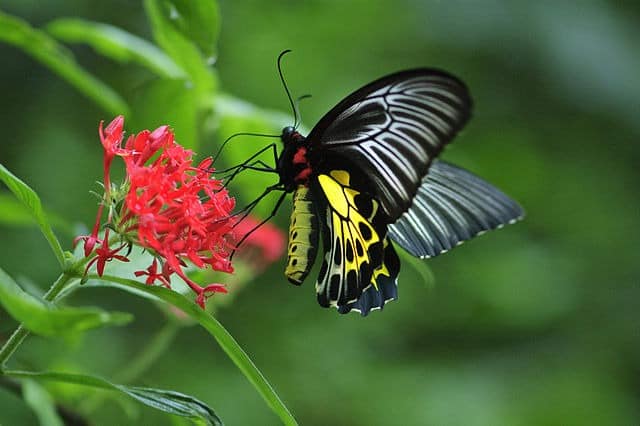 Southern Birdwing at Chimmini Wildlife Sanctuary