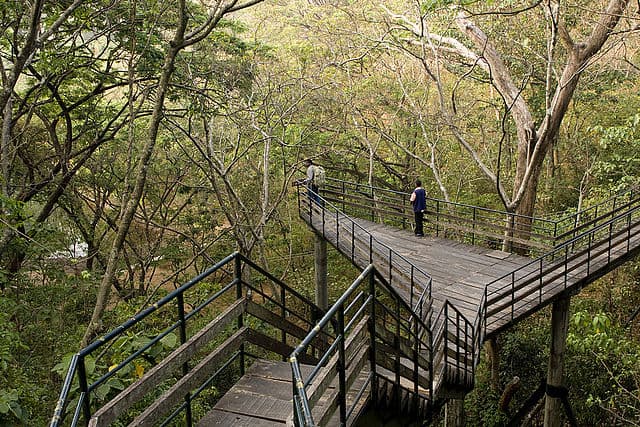 Thenmala Ecotourism Bridge