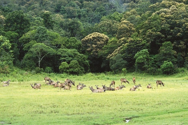 Thekkady wildlife