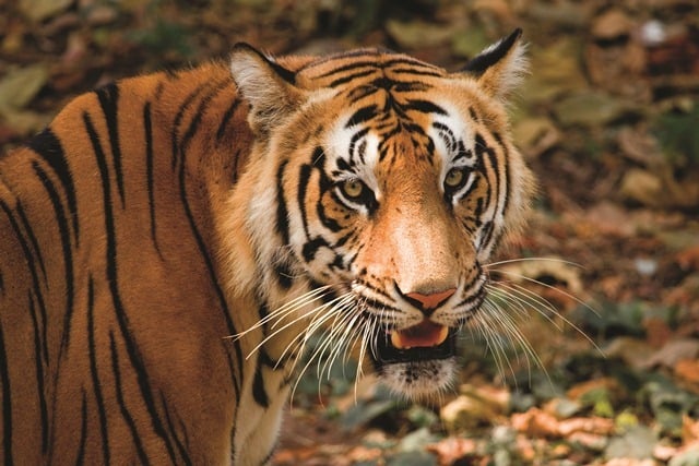 Tiger at Periyar Tiger Reserve