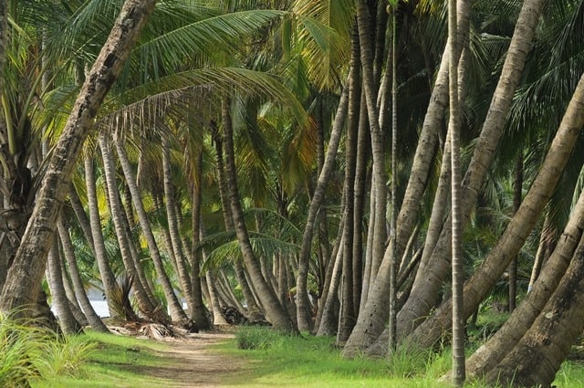 Coconut Trees