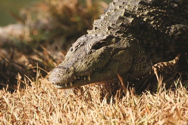 Crocodile at Neyyar