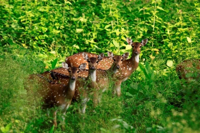 Deers at Muthanga Wildlife Sanctuary 