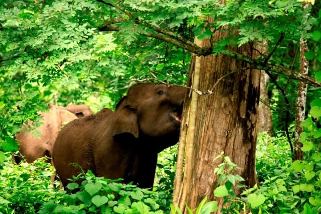 Elephant at Muthanga Wildlife Sanctuary 