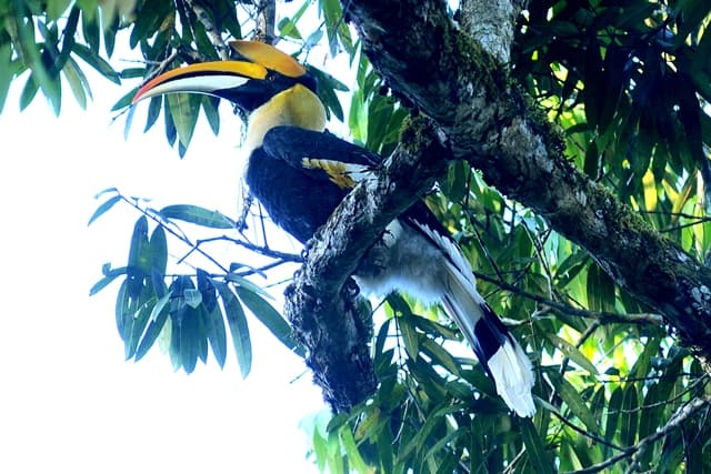 Hornbill at Nelliyampathy