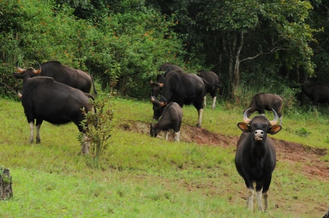 Bisons at Idukki Wildlife Sanctuary