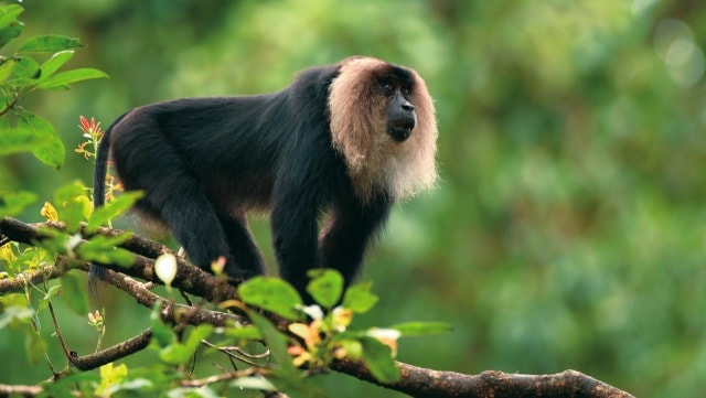 lion-tailed-macaque-1