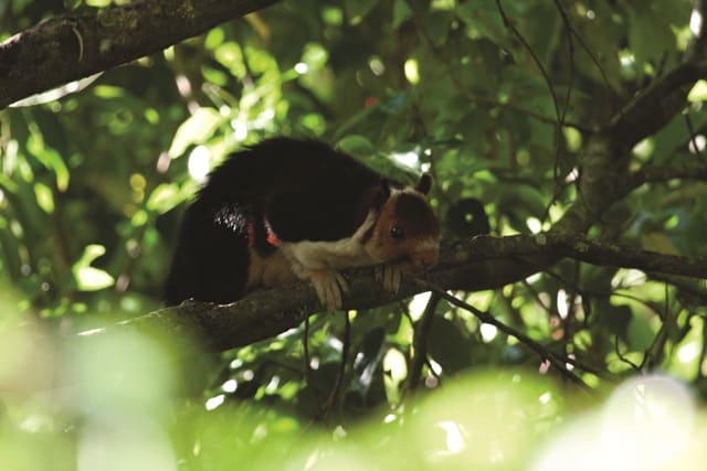  Malabar Flying Squirrel at Gavi