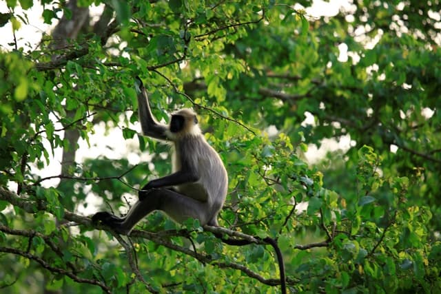 Monkey at Periyar Wildlife Sanctuary 
