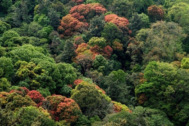 Nelliyampathy Forest Range