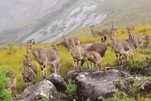 Nilgiri Tahr at Munnar