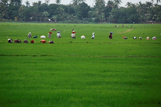 Paddy Field in Alappuzha