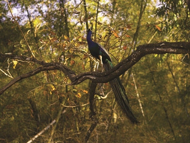 peacock-kerala-forest