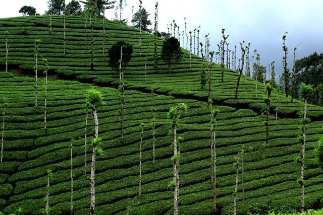 Tea Gardens Kerala