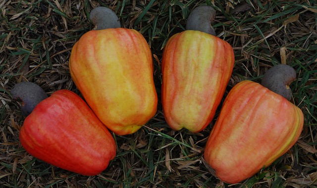 cashew-apple