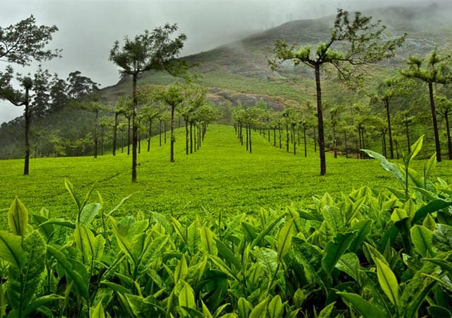 Munnar during the rainy season – Also a Good time