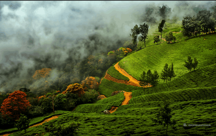 Munnar during the August to May season – The best time