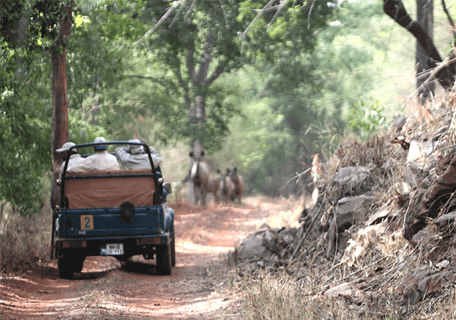 Jungle Safari