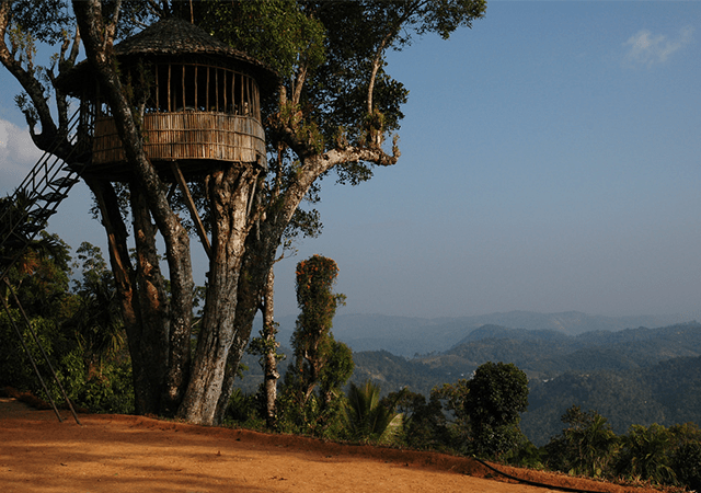 Tree-house-in-Munnar