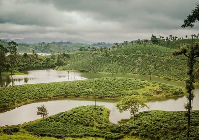 Valparai Tea Estates