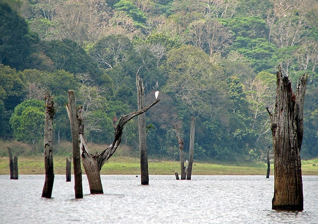 Periyar National Park