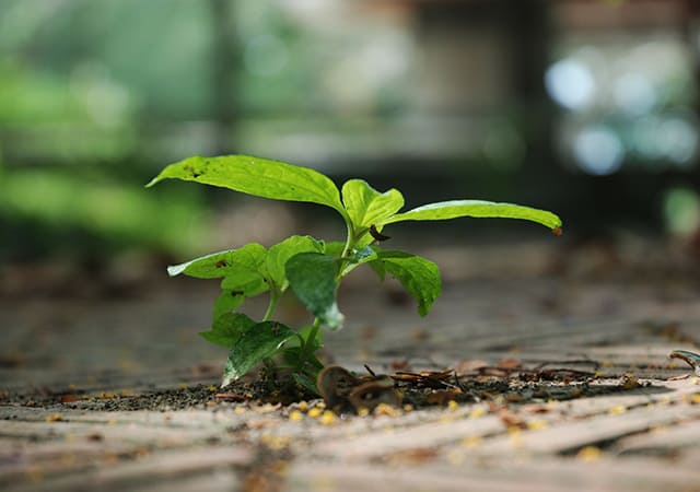 Plant a sapling