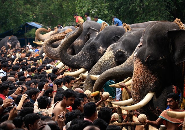 Aanayottu at Vadakumnathan Temple