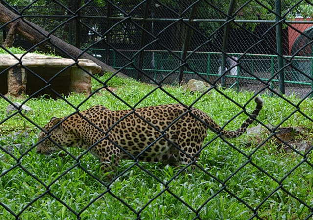 Cheetah inside cage at Trivandrum Zoo