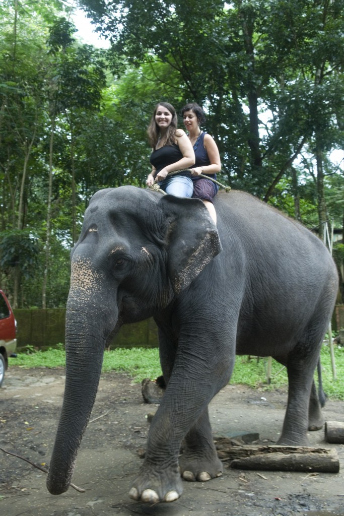 Enjoy an Elephant Ride