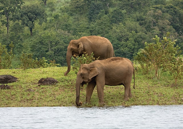 Elephants at Thekkady