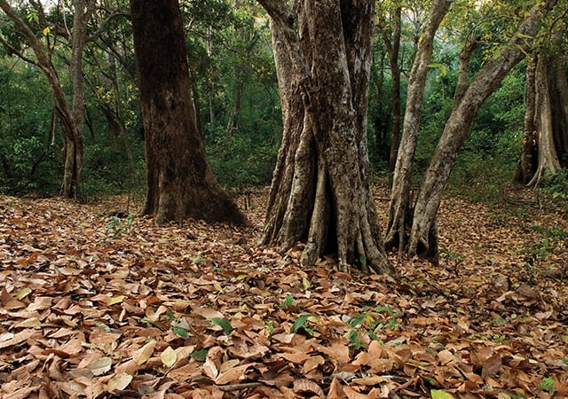 Arippa Forest