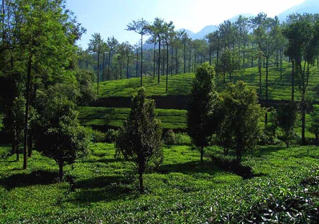 Tea Plantations at Kuttikkanam near Thekkady