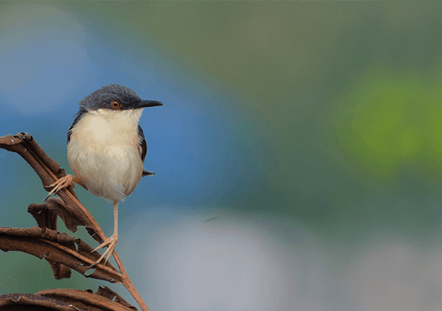 Ashy prinia in Kadamakkudy