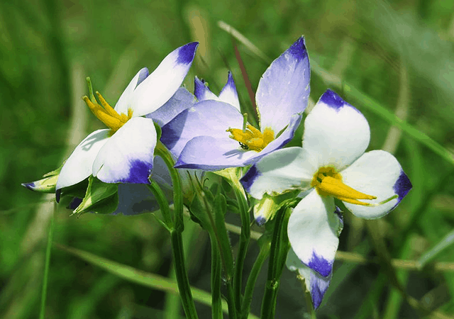 Paithalmala-Flora and Fauna