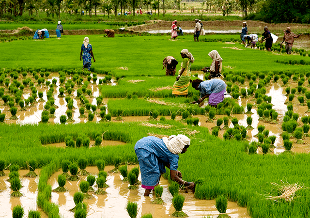 Paddy-Fields