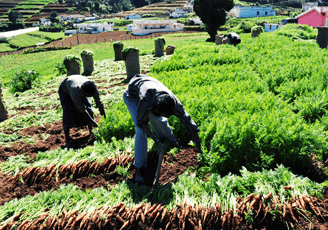 Carrot Harvesting