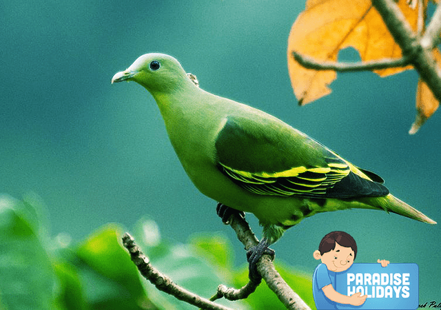 Grey fronted Green Pigeon at Kakkadampoyil